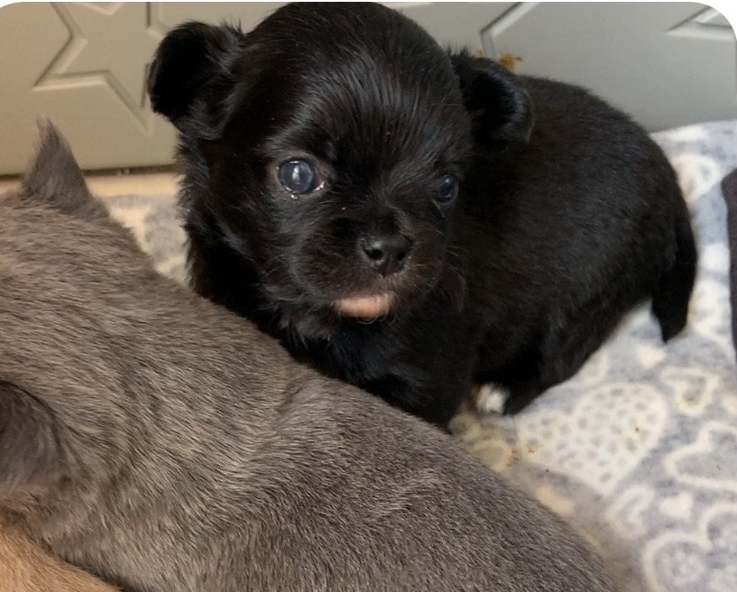 Shihiro chiot chihuahua poil long ain , elevage de chihuahua