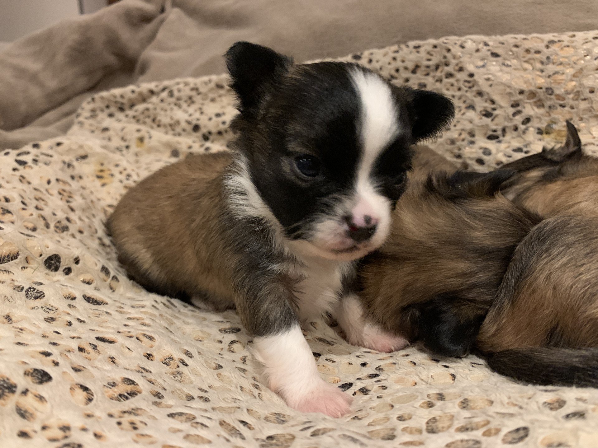 chiot chihuahua poil long a vendre dans l'ain | Anna Chichi