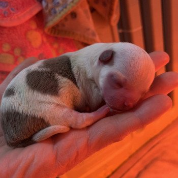 chiot Chihuahua Poil Court Lila et Blanc Cannelle Anna Chichi