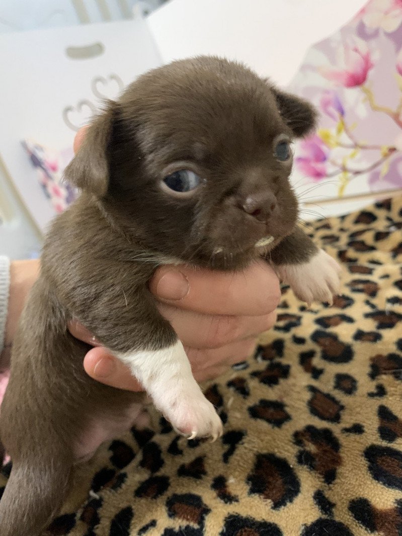 Choco Mâle Chihuahua Poil Court Choco Mâle Chihuahua Poil Court