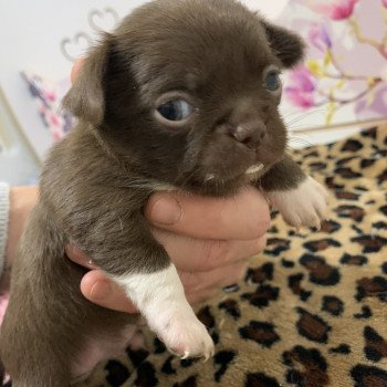 chiot Chihuahua Poil Court Choco et Blanc Choco Anna Chichi