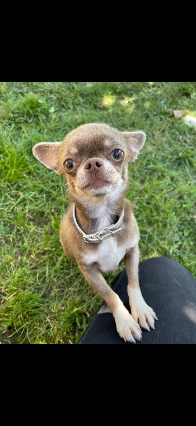 Paillette Lou Crozia Femelle Chihuahua Poil Court Paillette Lou Crozia Femelle Chihuahua Poil Court