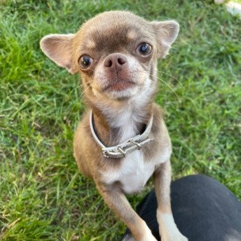 Paillette Lou Crozia Femelle Chihuahua Poil Court