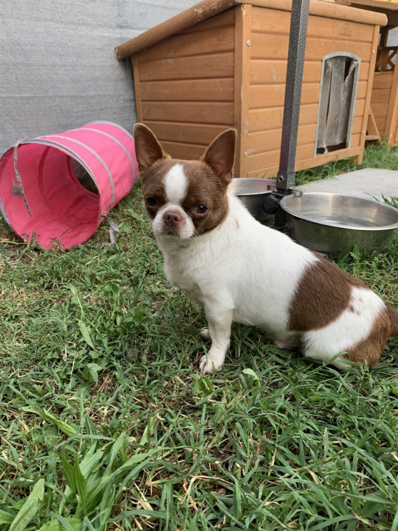 Piccolo Versace des Minis Pepites Mâle Chihuahua Poil Court