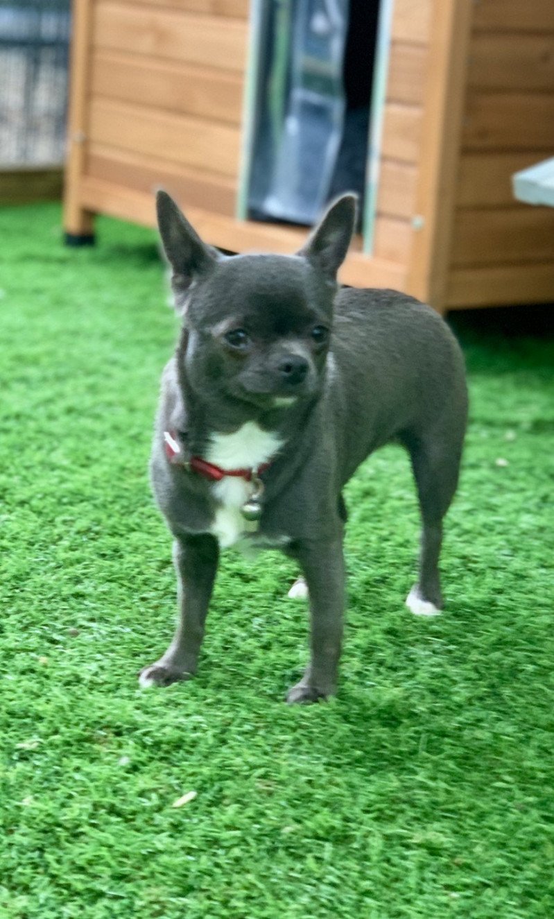 Pin'Up Femelle Chihuahua Poil Court Pin'Up Femelle Chihuahua Poil Court