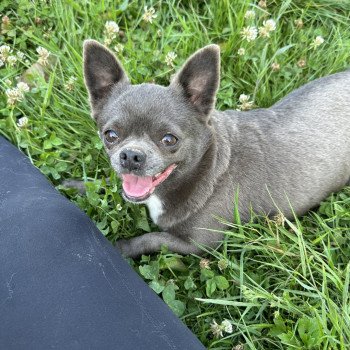 chien Chihuahua Poil Court Bleu Pin'Up Anna Chichi