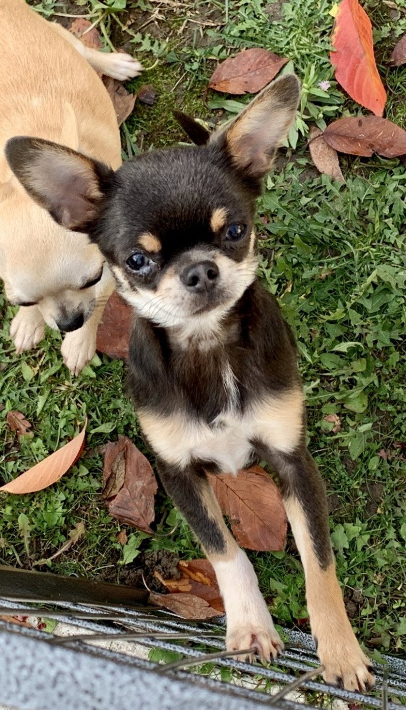Rodéo Mâle Chihuahua Poil Court