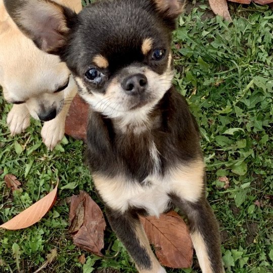Rodéo Mâle Chihuahua Poil Court