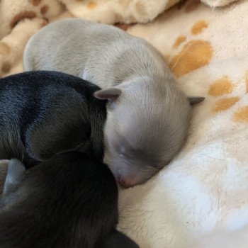 chiot Chihuahua Poil Court Noir et Blanc Sonic Anna Chichi