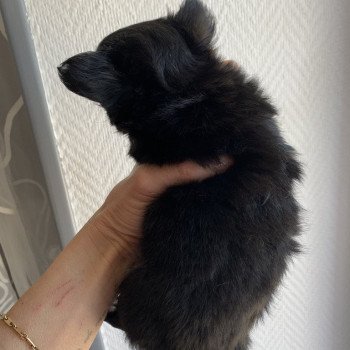 chiot Chihuahua Poil Long Noir et Blanc Sonic Anna Chichi