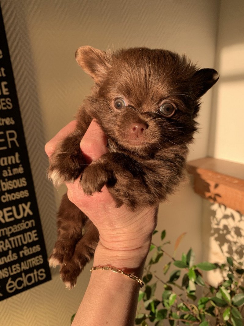 Tess Femelle Chihuahua Poil Long