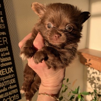 chiot Chihuahua Poil Long Choco et Blanc Tess Anna Chichi By Elevage du Val des Trésors