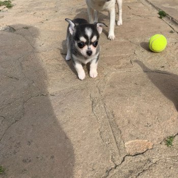 chien Chihuahua Poil Court Noire et blanche marquage Husky Tilly Anna Chichi