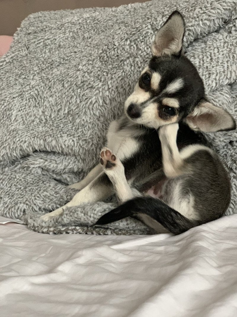 Tilly Femelle Chihuahua Poil Court Tilly Femelle Chihuahua Poil Court