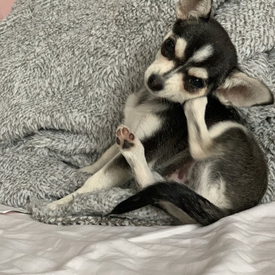Tilly Femelle Chihuahua Poil Court