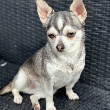 chien Chihuahua Poil Court Noire et blanche marquage Husky Tilly Anna Chichi