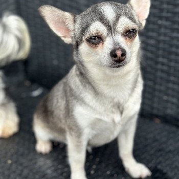 chien Chihuahua Poil Court Noire et blanche marquage Husky Tilly Anna Chichi