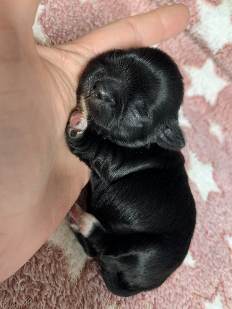 U' love Femelle Chihuahua Poil Court