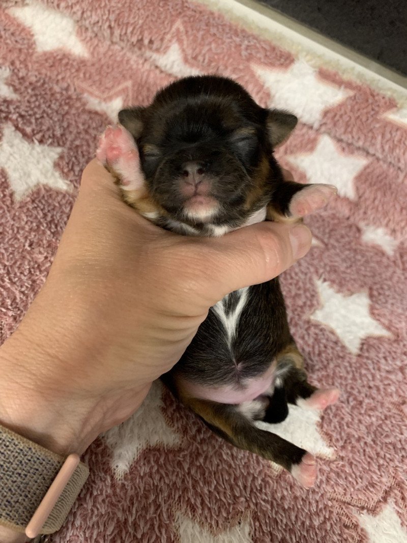 U'Bee Femelle Chihuahua Poil Court