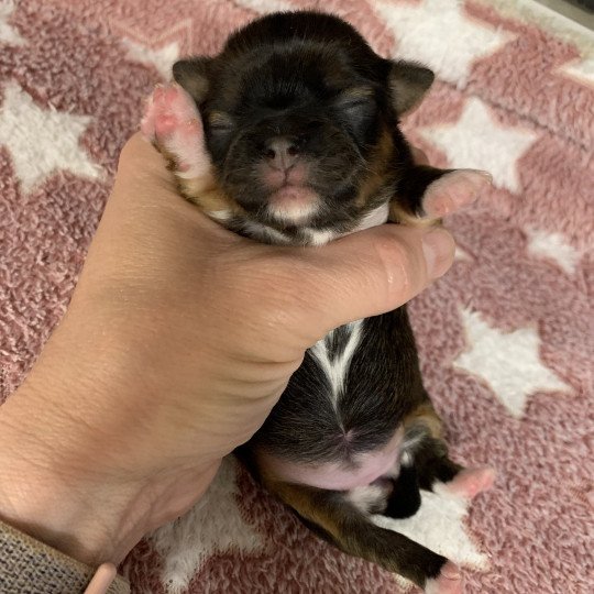 U'Bee Femelle Chihuahua Poil Court