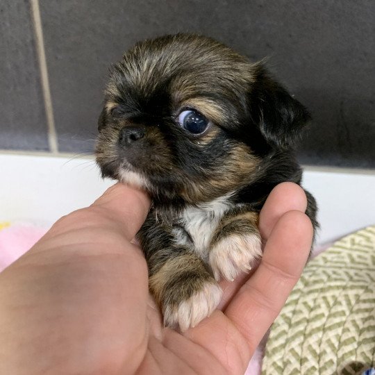 chiot Chihuahua Poil Court tricolore U'Bee Anna Chichi