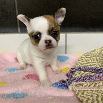 chiot Chihuahua Poil Court blanc tri U'light Anna Chichi