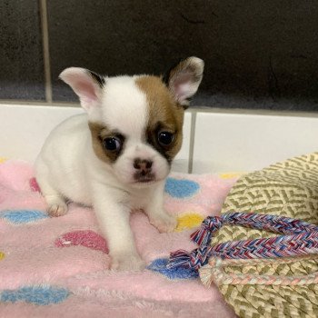 chiot Chihuahua Poil Court blanc tri U'light Anna Chichi