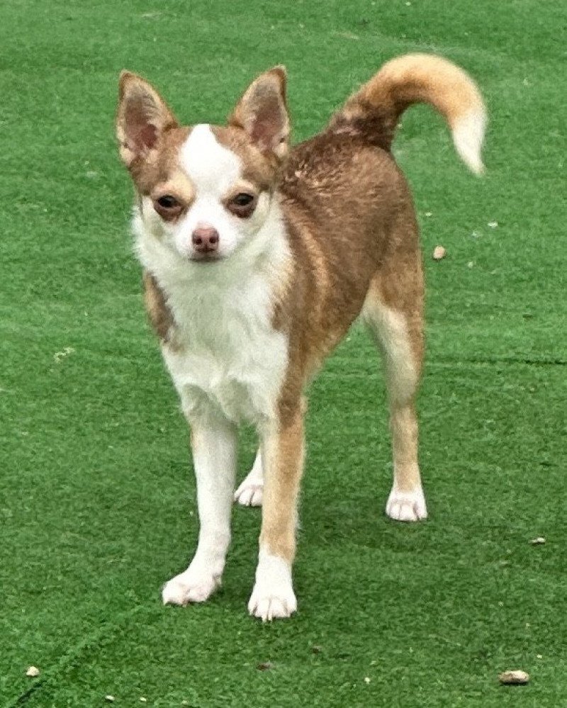 Rosy Femelle Chihuahua Poil Court