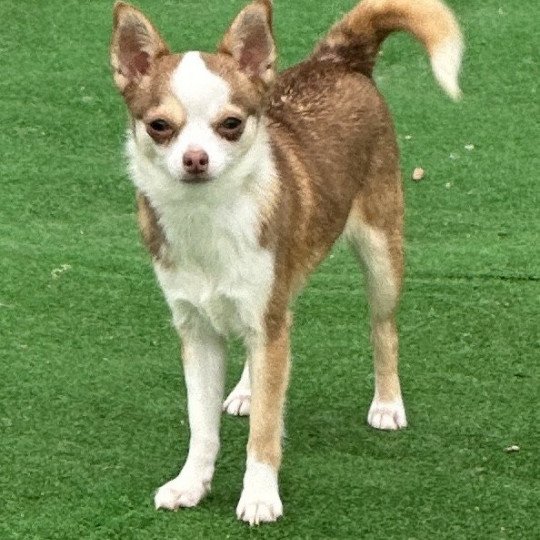 Rosy Femelle Chihuahua Poil Court