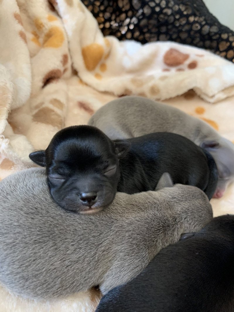 Saya Femelle Chihuahua Poil Court