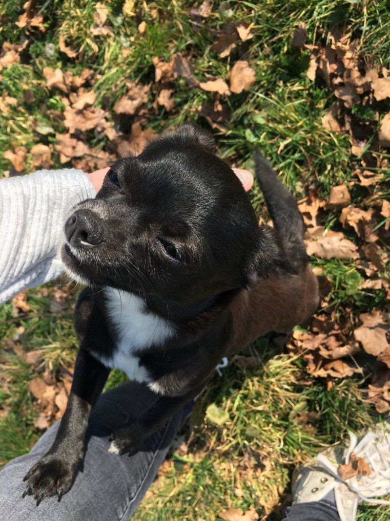 Saya Femelle Chihuahua Poil Court Saya Femelle Chihuahua Poil Court