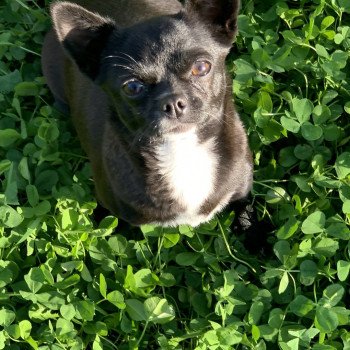 chiot Chihuahua Poil Court Noir et Blanc Saya Anna Chichi