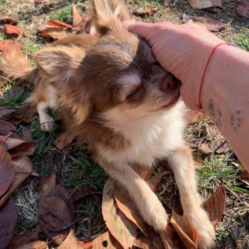 chien Chihuahua Poil Long Pêche Elevage de Chihuahua