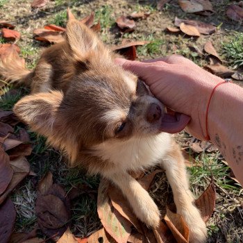 chien Chihuahua Poil Long Pêche Anna Chichi