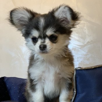 chien Chihuahua Poil Long Noir et Tan Marquage Husky Rocky Anna Chichi chien Chihuahua Poil Long Noir et Tan Marquage Husky Rocky Anna Chichi