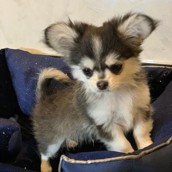 chien Chihuahua Poil Long Noir et Tan Marquage Husky Rocky Anna Chichi chien Chihuahua Poil Long Noir et Tan Marquage Husky Rocky Anna Chichi