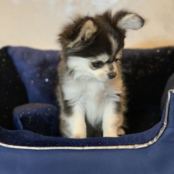 chien Chihuahua Poil Long Noir et Tan Marquage Husky Rocky Anna Chichi chien Chihuahua Poil Long Noir et Tan Marquage Husky Rocky Anna Chichi