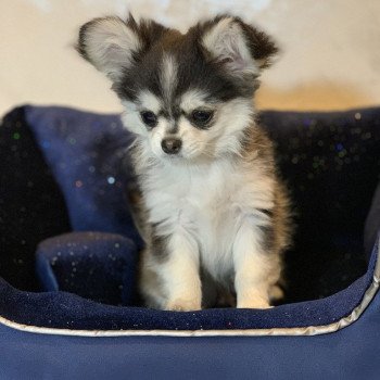 chien Chihuahua Poil Long Noir et Tan Marquage Husky Rocky Anna Chichi chien Chihuahua Poil Long Noir et Tan Marquage Husky Rocky Anna Chichi