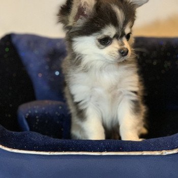 chien Chihuahua Poil Long Noir et Tan Marquage Husky Rocky Anna Chichi chien Chihuahua Poil Long Noir et Tan Marquage Husky Rocky Anna Chichi