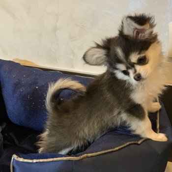chien Chihuahua Poil Long Noir et Tan Marquage Husky Rocky Anna Chichi chien Chihuahua Poil Long Noir et Tan Marquage Husky Rocky Anna Chichi