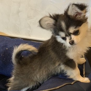 chien Chihuahua Poil Long Noir et Tan Marquage Husky Rocky Anna Chichi chien Chihuahua Poil Long Noir et Tan Marquage Husky Rocky Anna Chichi