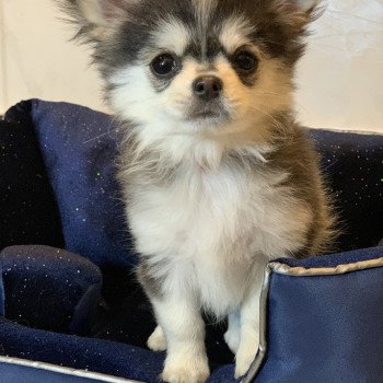 chien Chihuahua Poil Long Noir et Tan Marquage Husky Rocky Anna Chichi chien Chihuahua Poil Long Noir et Tan Marquage Husky Rocky Anna Chichi