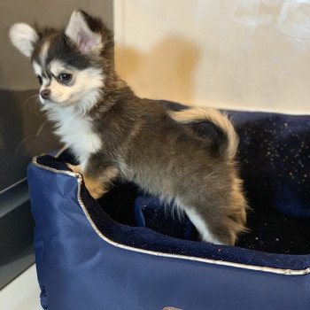 chien Chihuahua Poil Long Noir et Tan Marquage Husky Rocky Anna Chichi chien Chihuahua Poil Long Noir et Tan Marquage Husky Rocky Anna Chichi