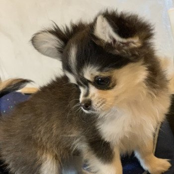 chien Chihuahua Poil Long Noir et Tan Marquage Husky Rocky Anna Chichi chien Chihuahua Poil Long Noir et Tan Marquage Husky Rocky Anna Chichi