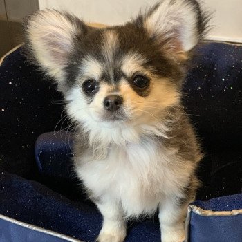 chien Chihuahua Poil Long Noir et Tan Marquage Husky Rocky Anna Chichi chien Chihuahua Poil Long Noir et Tan Marquage Husky Rocky Anna Chichi