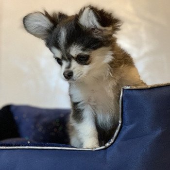 chien Chihuahua Poil Long Noir et Tan Marquage Husky Rocky Anna Chichi chien Chihuahua Poil Long Noir et Tan Marquage Husky Rocky Anna Chichi