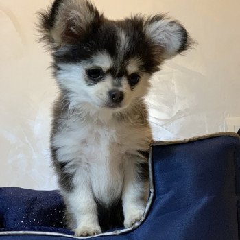 chien Chihuahua Poil Long Noir et Tan Marquage Husky Rocky Anna Chichi chien Chihuahua Poil Long Noir et Tan Marquage Husky Rocky Anna Chichi