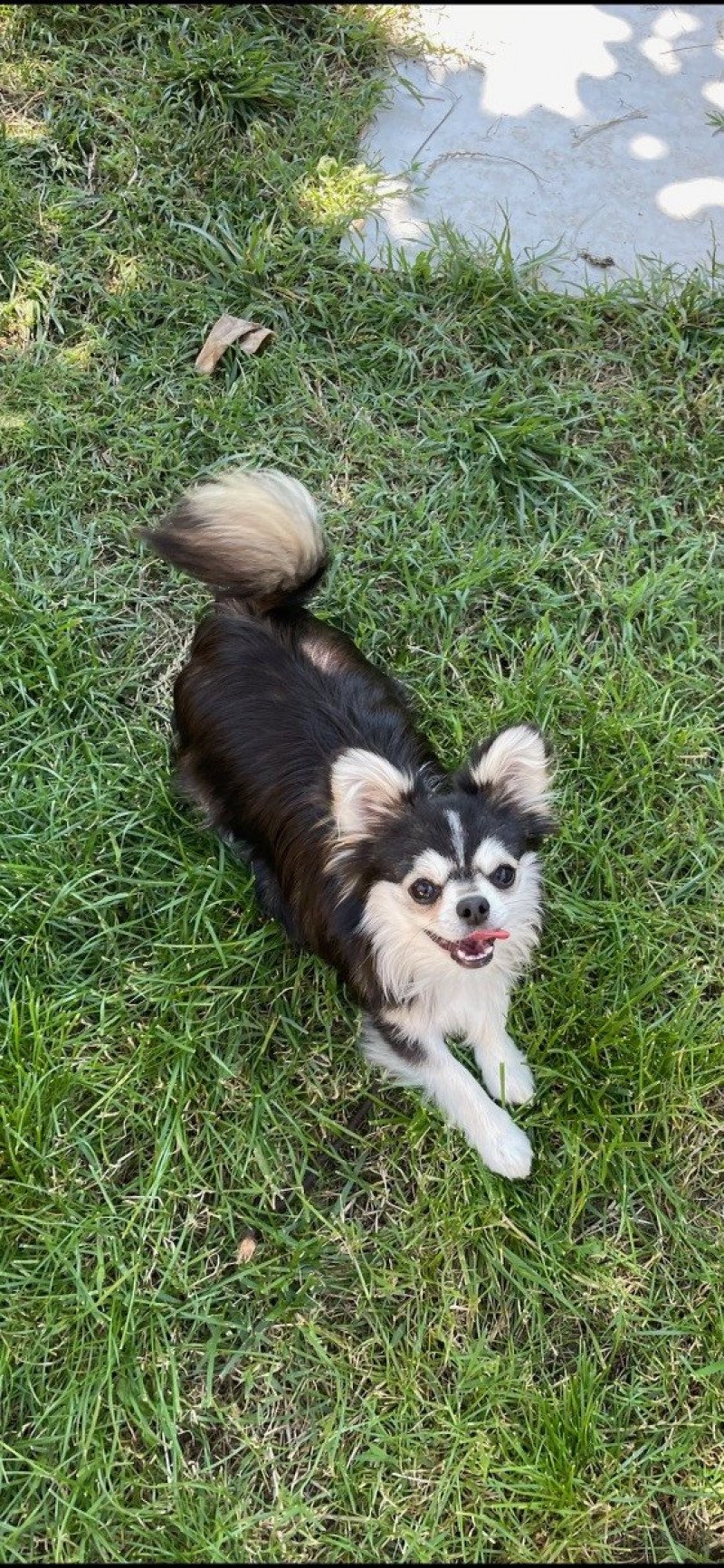 Rocky Mâle Chihuahua Poil Long