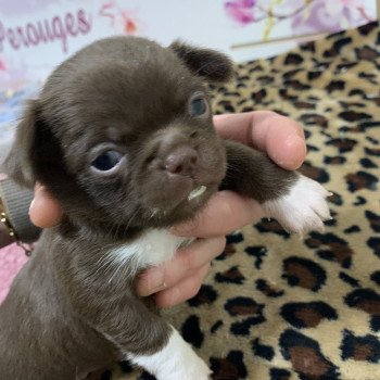 chiot Chihuahua Poil Long Choco et Blanc Saphir Anna Chichi