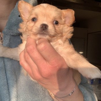 chiot Chihuahua Poil Long Chocolat Tatiana Anna Chichi